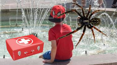 Niño deja que araña le pique para "ser spiderman" y acaba hospitalizado en Bolivia