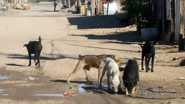 Calculan que en Hermosillo hay 400 mil animales callejeros