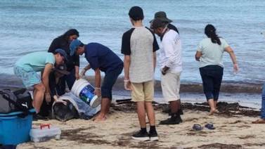 VIDEO: Pobladores rescatan a dos delfines varados en playas de Yucatán