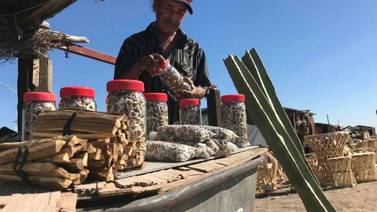 Vende remedios antiguos arraigados en la tribu Mayo