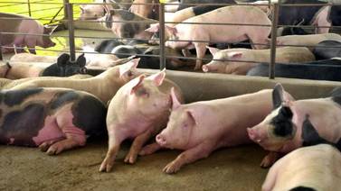 Afectan al sector porcicultor las importaciones