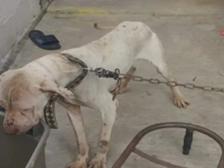 Rescatan a 5 perros en cateos por maltrato animal