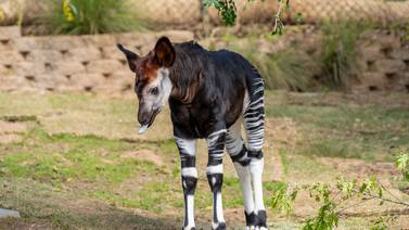 Nace un okapi macho en el Safari Park de San Diego
