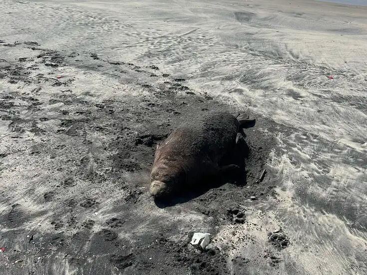 Piden no molestar a ejemplares de foca elefante que descansan en las playas
