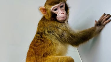 Clonación exitosa de monos rhesus abre nuevas perspectivas en investigación médica