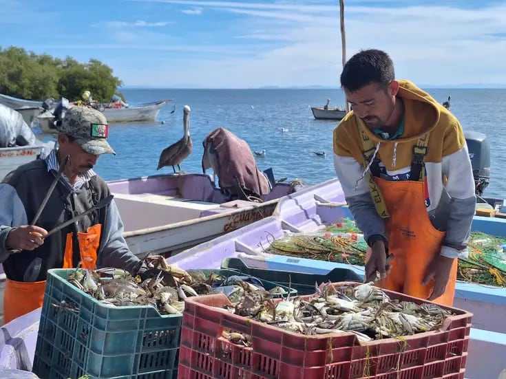 Jaiba “salva” la temporada a pescadores de Yavaros