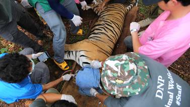 Fallecen 86 de 147 tigres que fueron rescatados de un templo tailandés