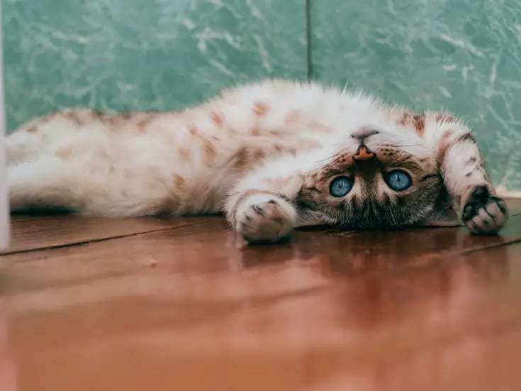 Tener un gato en casa puede duplicar la posibilidad de desarrollar esquizofrenia