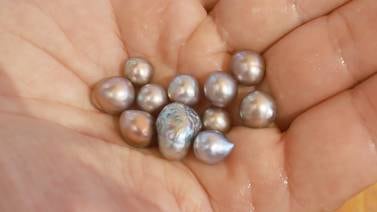 Perlas, gemas que maravillaron a Yaquis y Españoles 