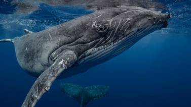 Población de ballenas jorobadas cae un 20% debido al calentamiento global